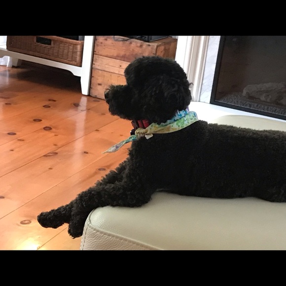 Meet your Posher, Natacha - Picture 3 of 5